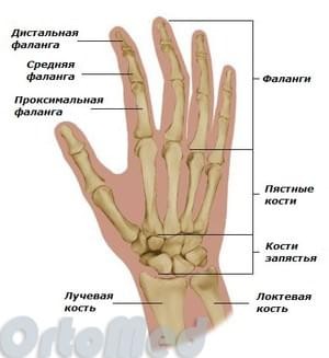 Нажмите на изображение для увеличения.   Название:	anatomy_han_medium.jpg  Просмотров:	0  Размер:	18.4 Кб  ID:	3765